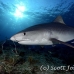 shark_tiger_ft_lbb_h_4431_bah5113.jpg